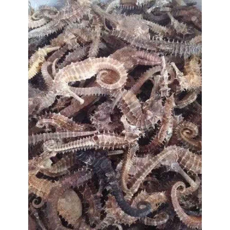 

KL HAI MA ATAU KUDA LAUT UKURAN SUPER 8 CM sd 9 CM