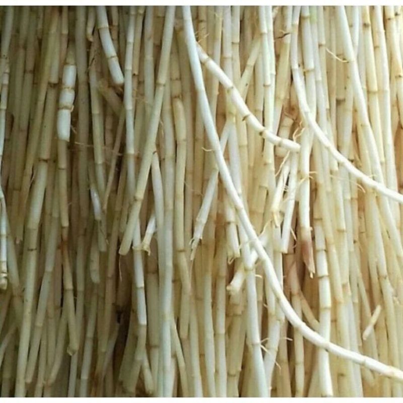 

RB Akar Alang Alang Segar 1kg