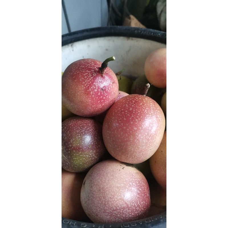 

markisa manis, markisa ungu