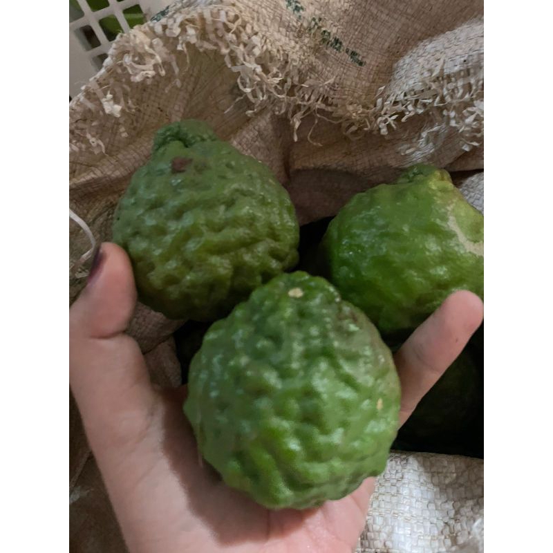 

JERUK PURUT BUAH 1BIJI