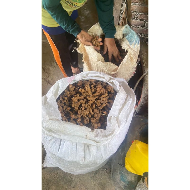 

KENCUR JAWA 1KG BAHAN BUMBU SEBLAK