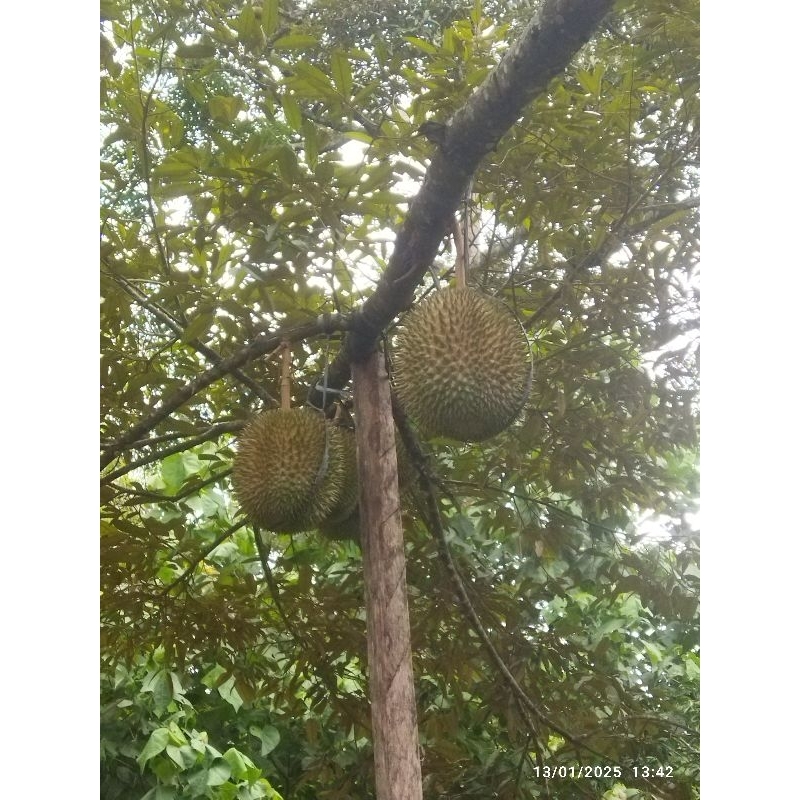 

durian masmuar