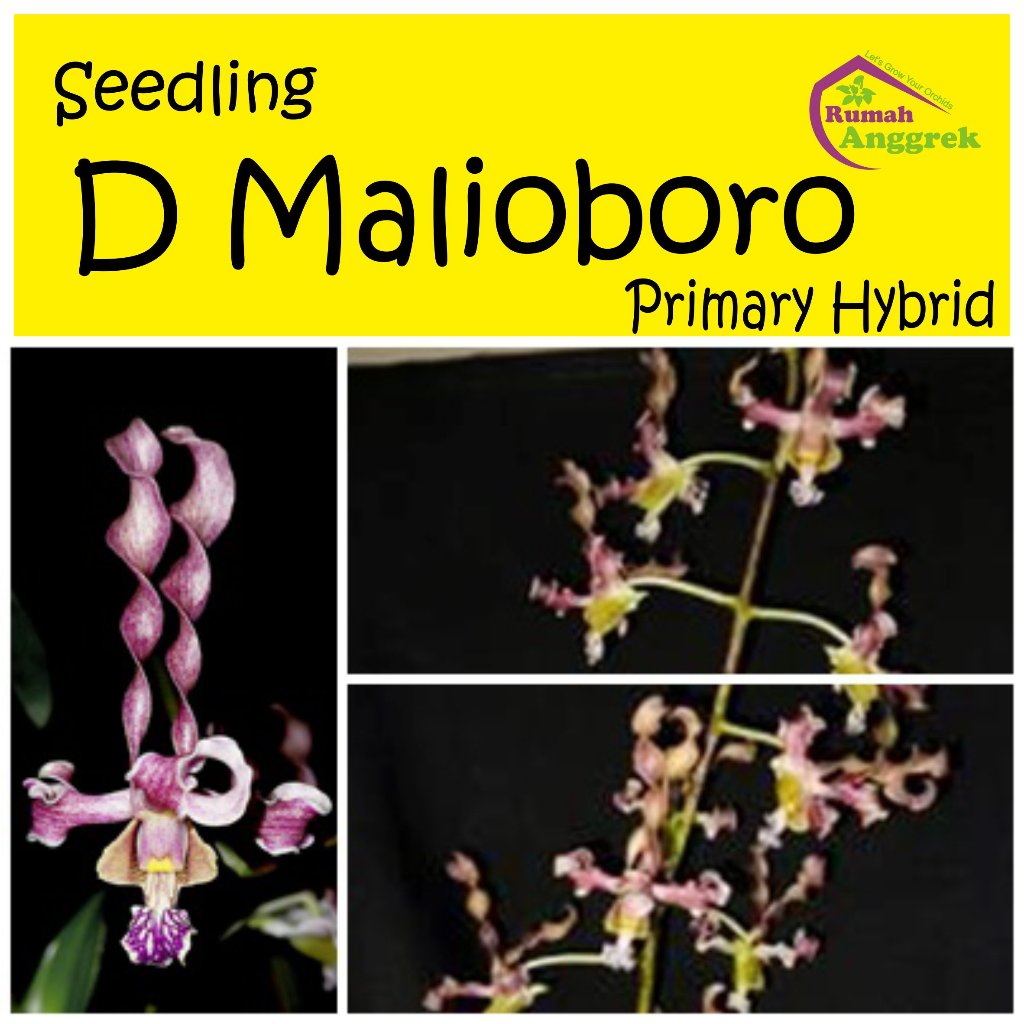 Seedling Anggrek Dendrobium Malioboro Primary Hybrid dendro strebloceras dan discolor pra remaja