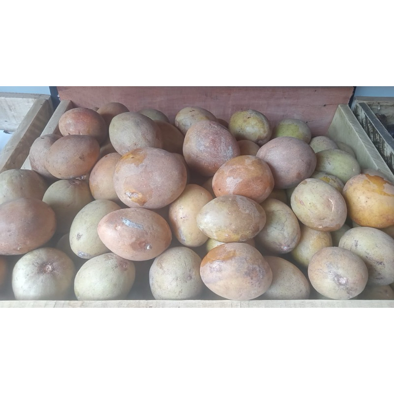 

Sawo per kilo - Sabuga Medan