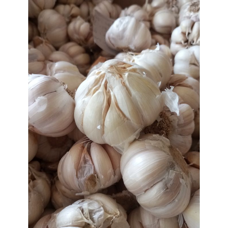 

bawang putih sinco 1kg
