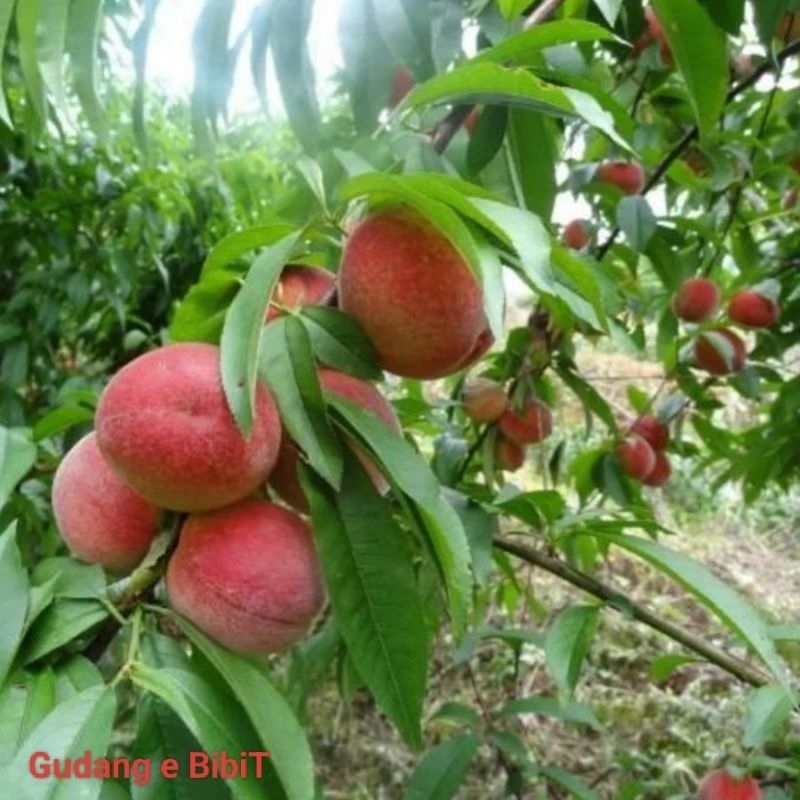 Bibit Buah Persik | Bibit Peach Holland