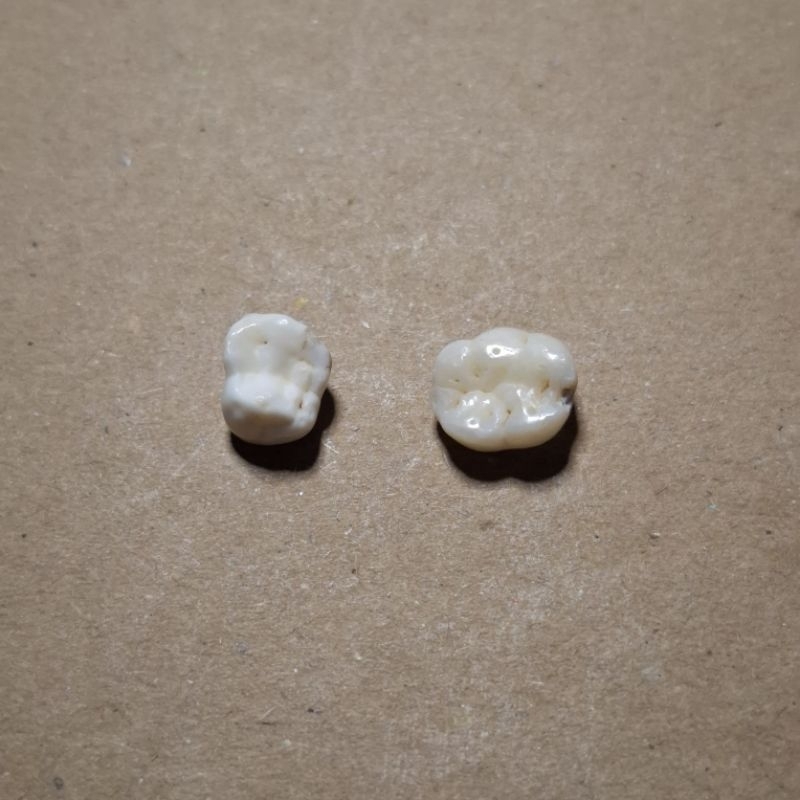 Gigi Sulung Molar Asli 64 75 | Gigi Sulung Praktikum Asli Molar