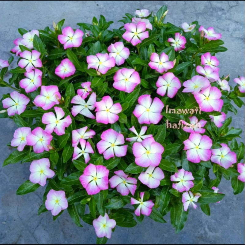 Benih (biji ) Bunga Vinca Nirvana White Splash