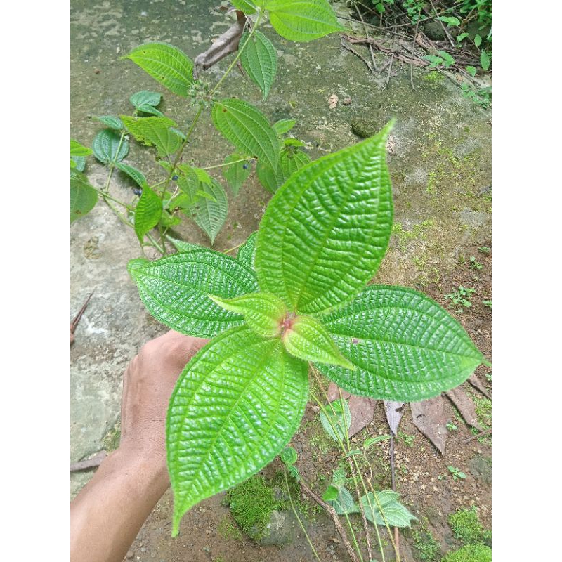

Daun Harendong herbal fresh daun,batang,dan akar 500gr
