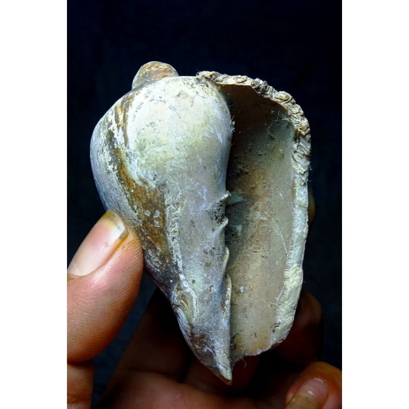 cangkang fosile besar