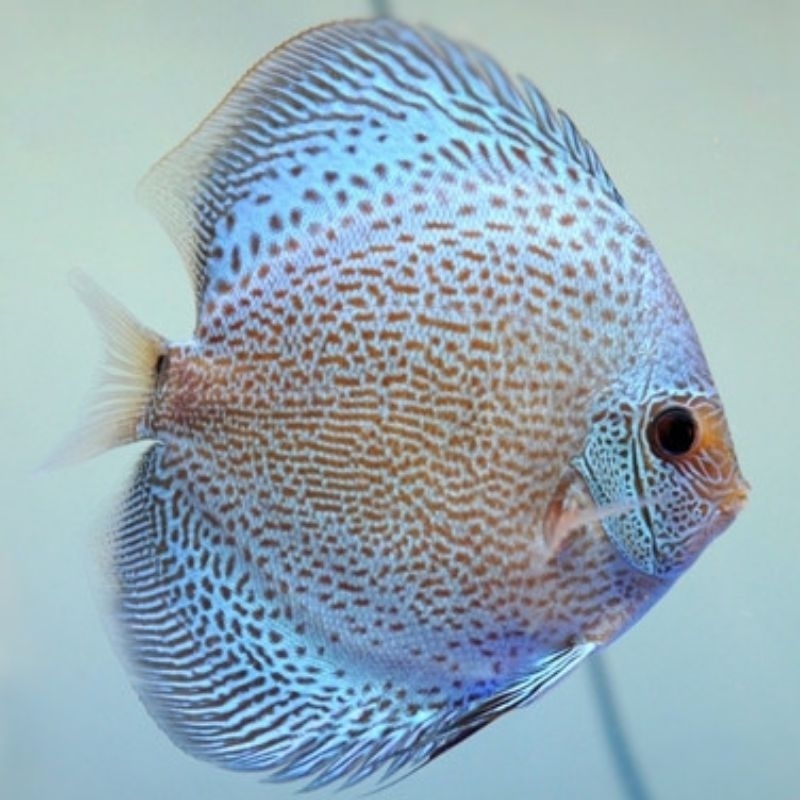 Hiasan Aquarium Discus Blue Scorpion