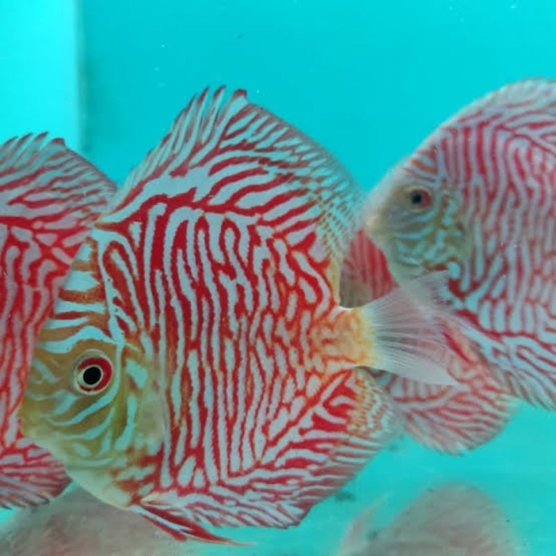 Hiasan Aquarium Discus White Tiger