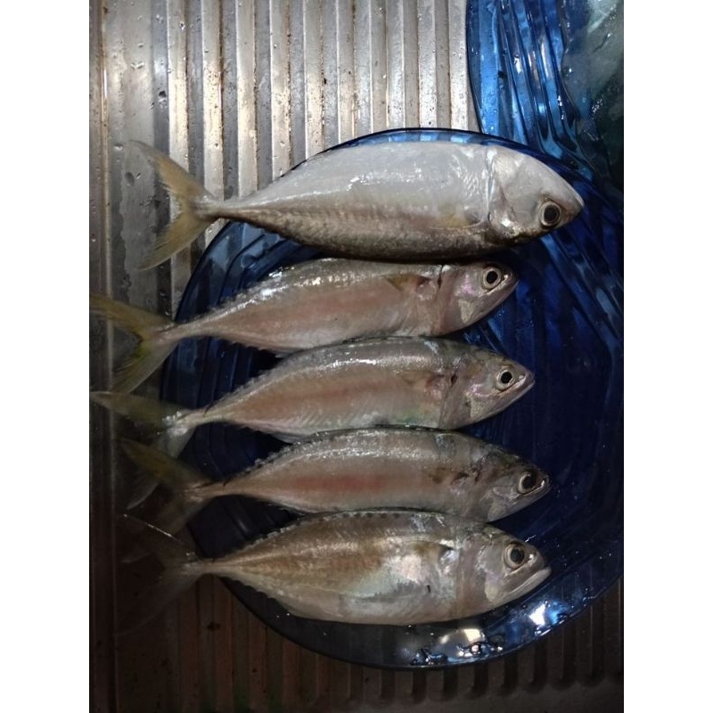 

ikan kembung segar fresh 500gr