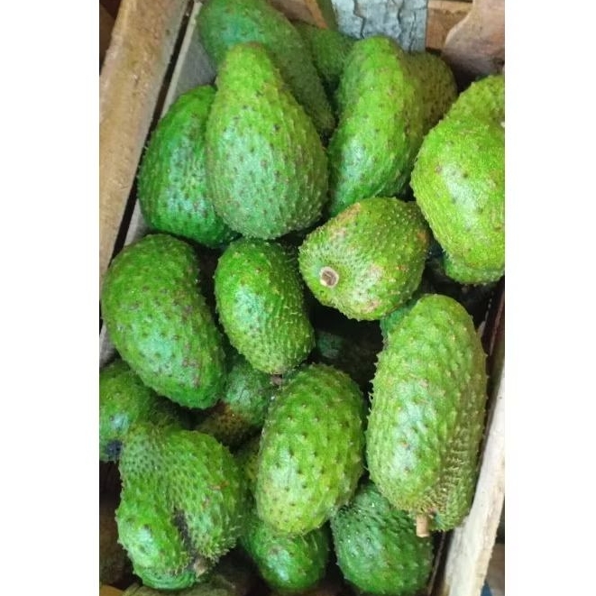 

Buah Sirsak Fresh 1 KG