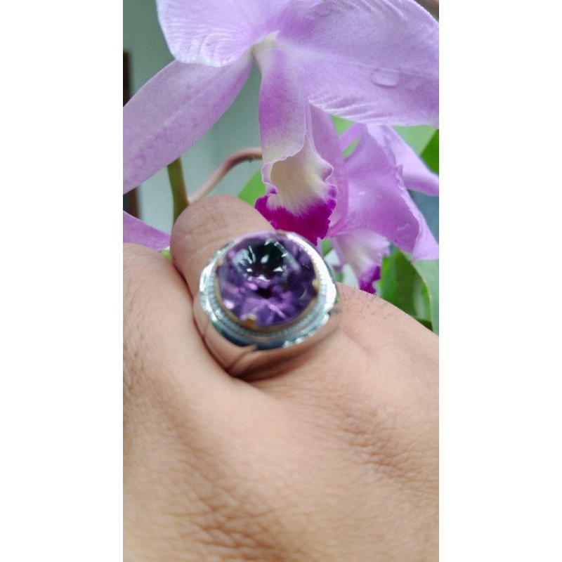 Bungur Tanjung Bintang Amethyst Kecubung