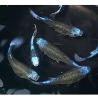 

STIKER TUXEDO BLUE KOI 1PAIR