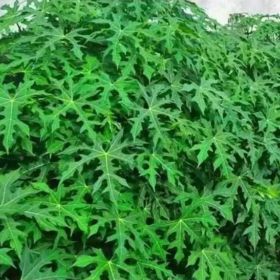 

Daun Pepaya Jepang Segar Organik