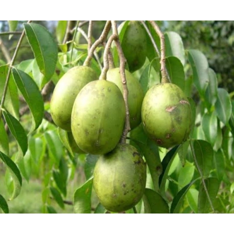 

KEDONG-DONG MADURA SUPER ENAK!!!!! 1kg COCOK PUNYA ISTRI NGIDAM:)