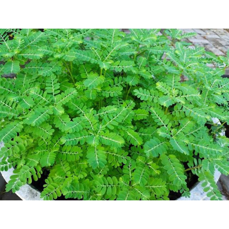 

1kg daun meniran segar/ daun meniran kering/ daun teh meniran/ daun herbal