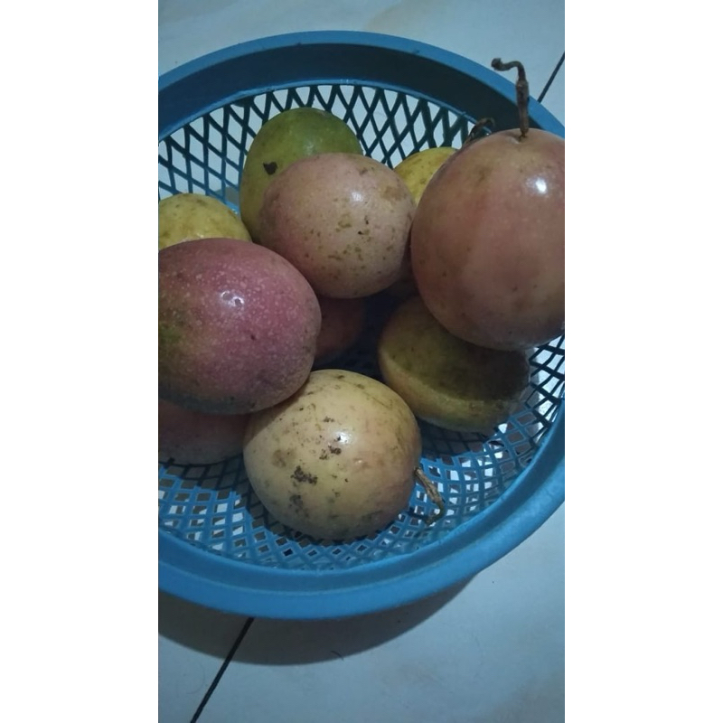 

Markisa Pagar Alam