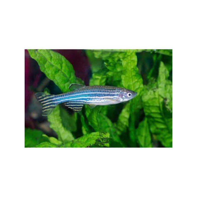 Cosmic blue danio (Fish zebra)