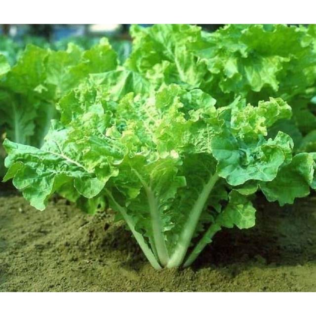 PlantSeed - 50 Benih Bibit Sawi Samhong King Keriting F1 Hibrida