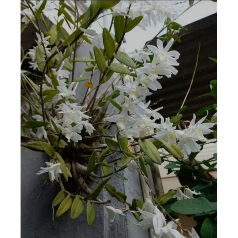 Anggrek merpati siap berbunga/dendrobium ANGGREK