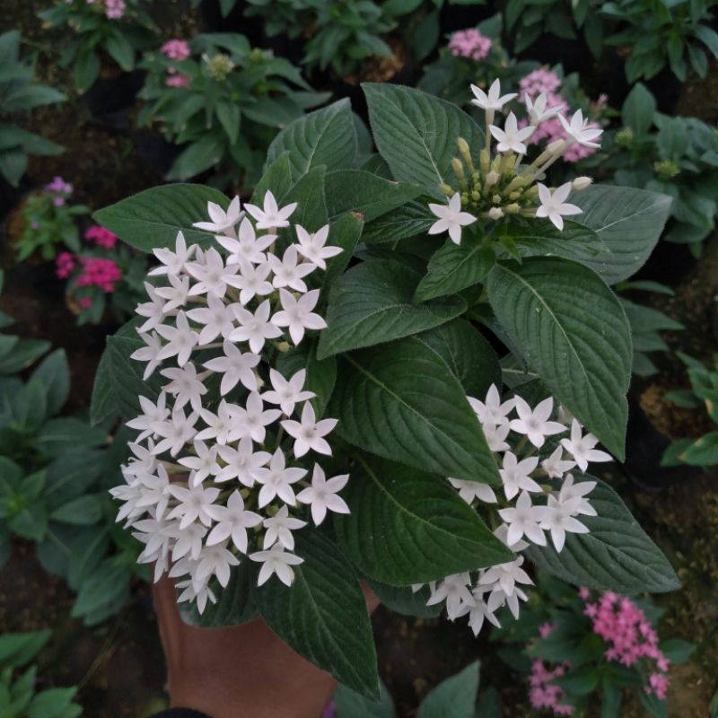 Tanaman Hias Hidup Bunga Pentas Tahan Panas Cocok Untuk Ditaman Mudah Dirawat