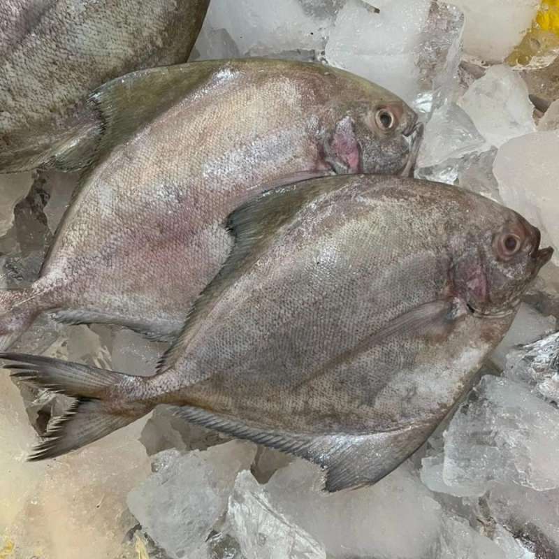 

Ikan Bawal Hitam Frozen 1 - 1,1 KG / Ikan Bawal Beku / Ikan Frozen / Frozen Fish / Ikan Beku