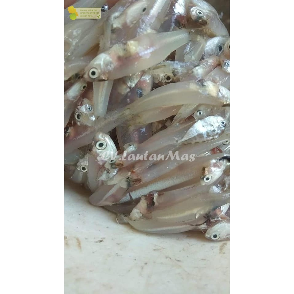 

Ikan Teri Segar Ikan teri Gepeng 1Kg