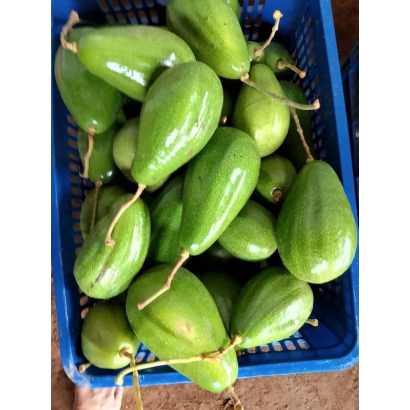 

PROMO ALPUKAT MENTEGA 1KG ISI 234