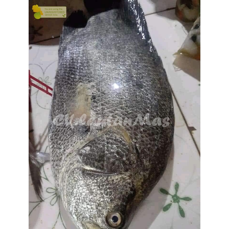 

Ikan Kakap Segar Ikan Kakap Hitam Black Snnaper 1KG