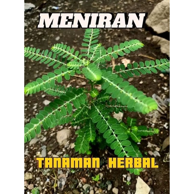 

20 POHON MENIRAN KERING