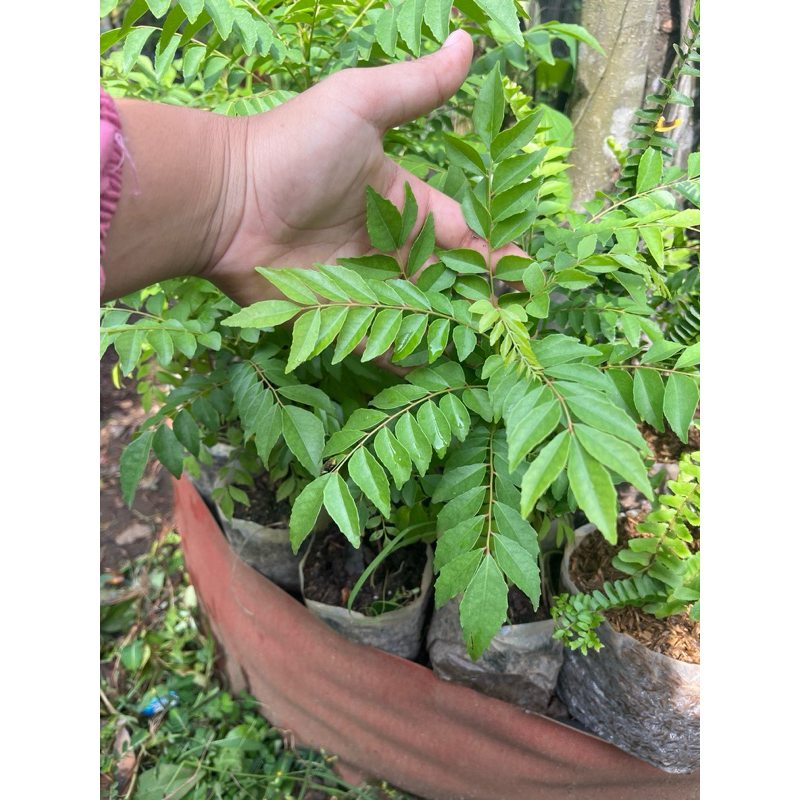 

paket 5pcs daun kari 67.000 tinggi 1 jengkal