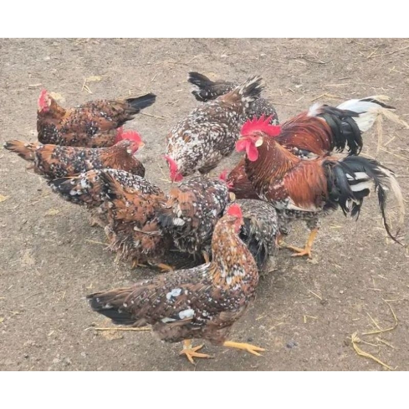 

telur ayam yudistira ( AKY GPS ) fertil untuk di teyaskan.