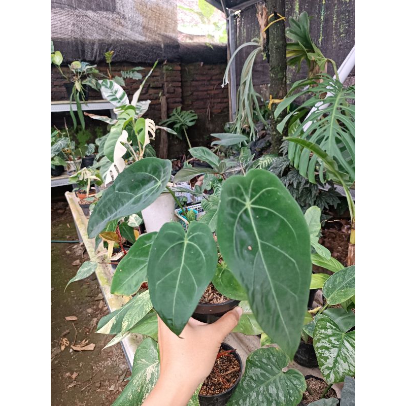 Anthurium Forgetti