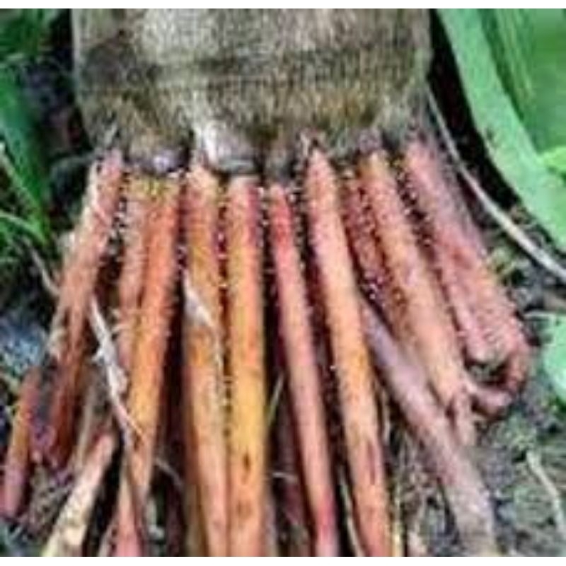 

akar jambe asli super murah 1 kg