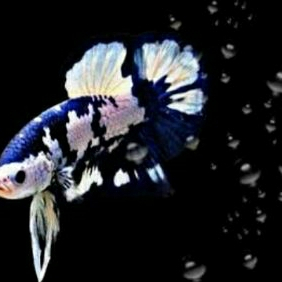 BLUE RIM- PLAKAT BLUE RIM