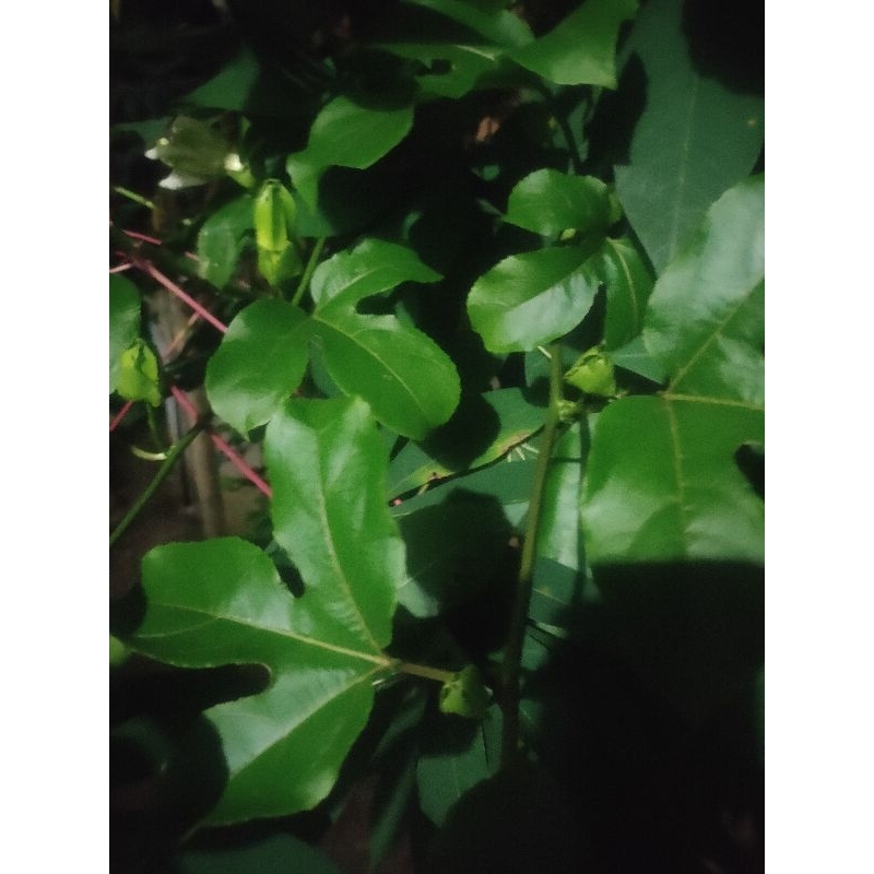 

Daun markisa segarr press (60 lembar)di ambil langsung bila ada orderan masuk