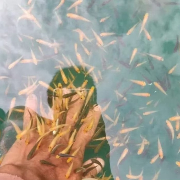 Bibit Terapi/Nilem 1-3 CM (Paket 100 Ekor)