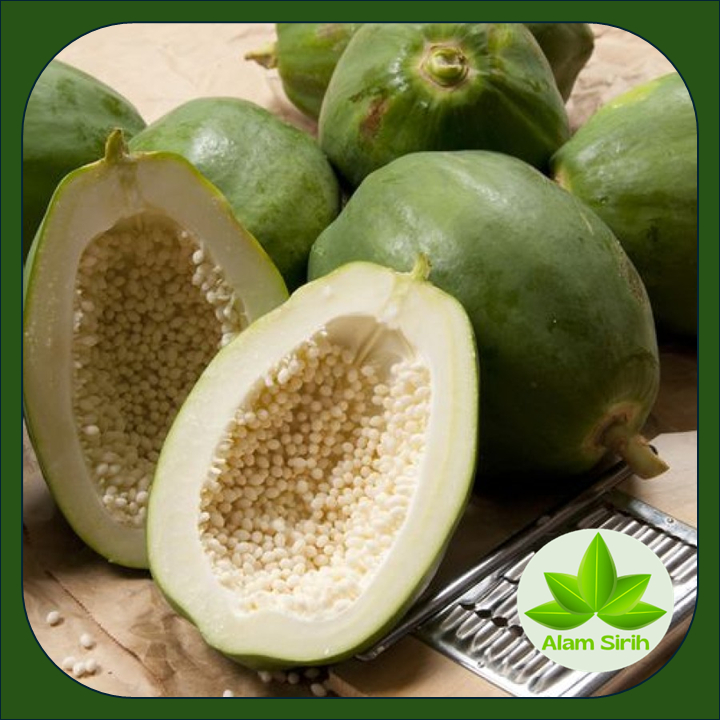 

Pepaya Muda Segar || untuk Kecantikan dan Kesehatan Herbal