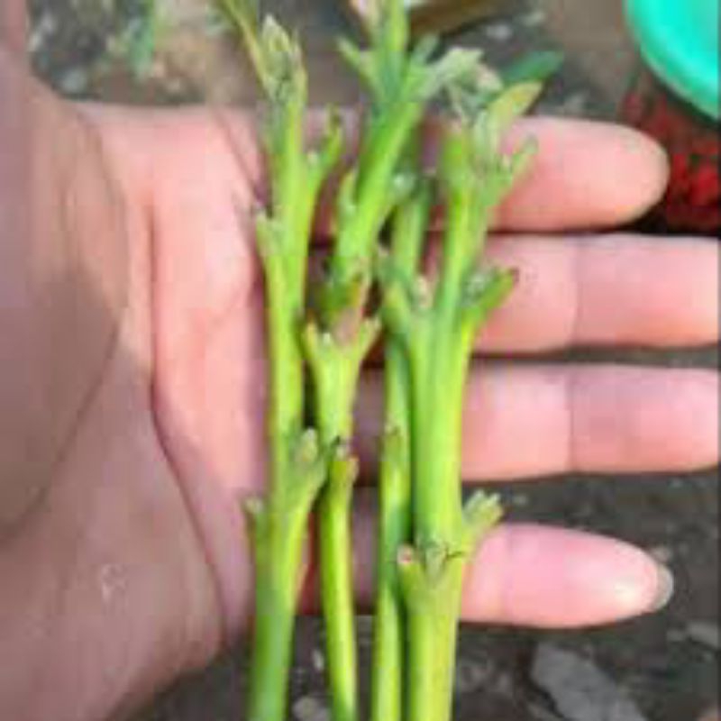 Entres Alpukat, RORO, MIKI, ALIGATOR, DADAP, RED VIETNAM, KELUD, CUBA