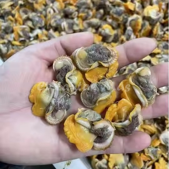 

Kerang Bulu Kupas Segar Daging Kerang Bulu 1Kg