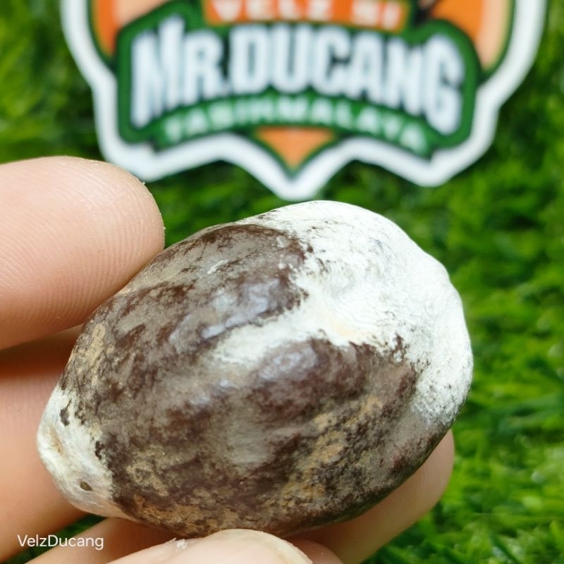 MUNCANG ADU MANTILI SUUK PANJANG ORI (MUNCANG UNTUK DIBAWAH)