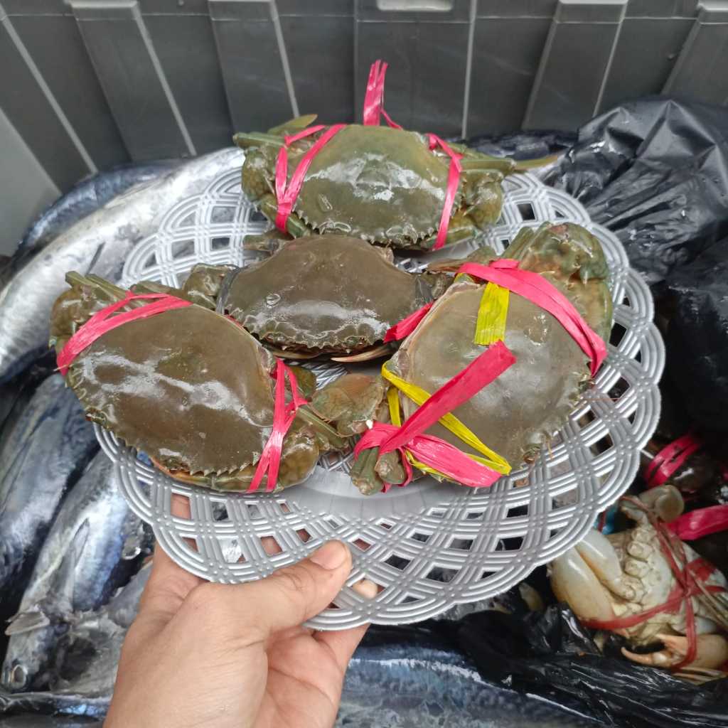 

Kepiting Bakau Segar - Sahabatdapur