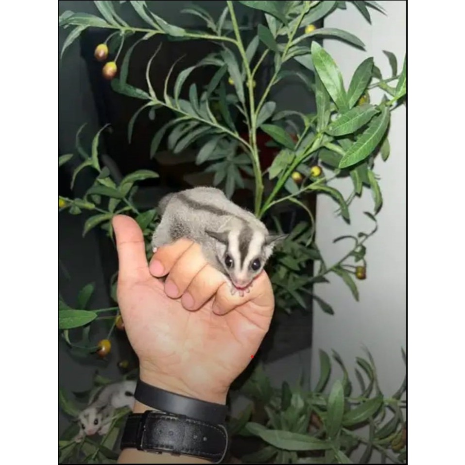 sugar glider classic grey mozaik creamino platinum mozaic caramel