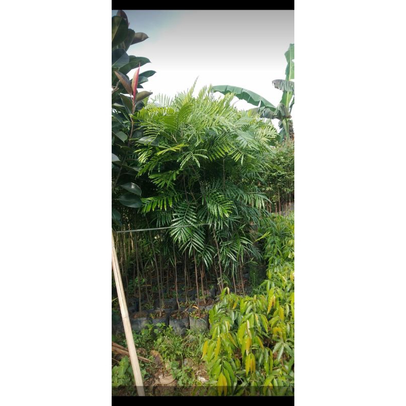 paket 10 pohon kiara payung