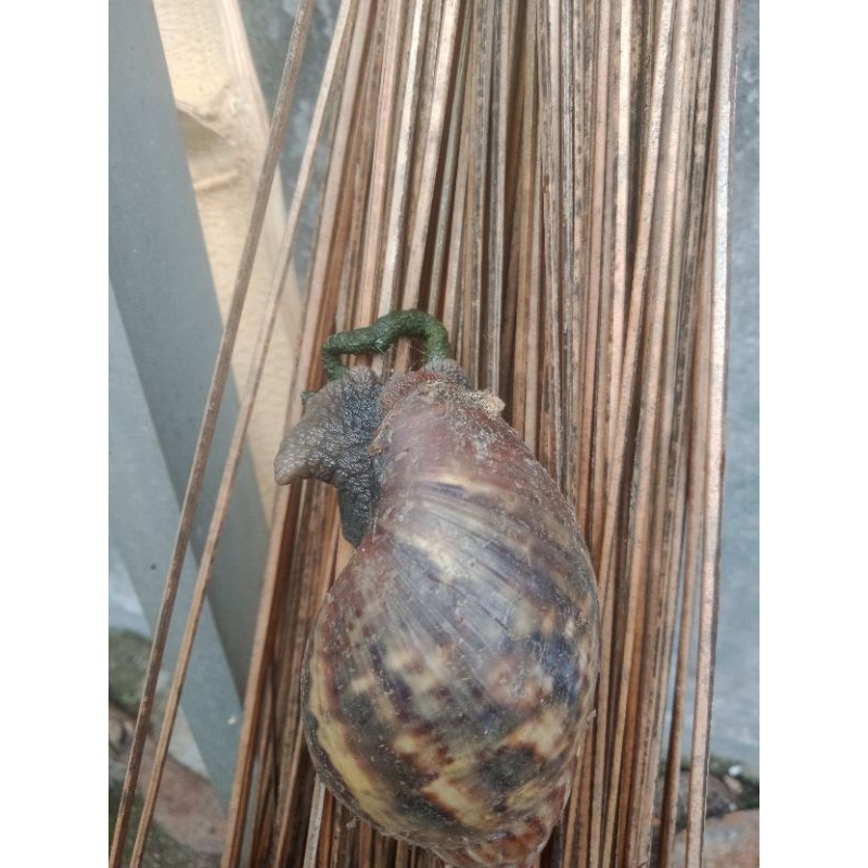 

BEKICOT FRESH masih hidup hrg perkilo