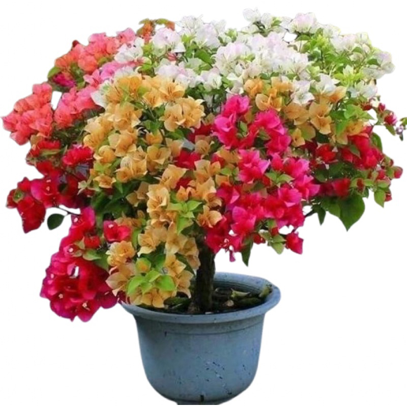 (Termurah) tanaman bunga bougenville 5 warna Asli tanaman hias bougenville bunga kertas