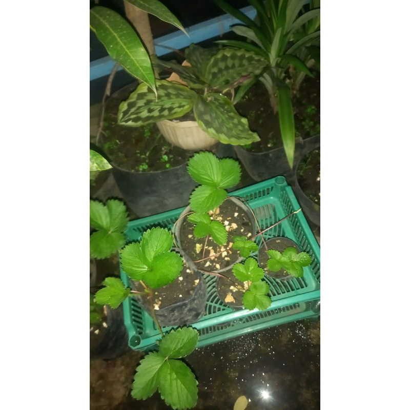Bibit strawberry mencir & bibit strawberry Sagahonoka